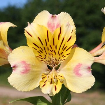 Alstroemeria Majestic Briancon