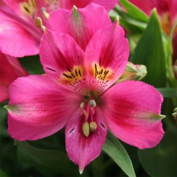 Alstroemeria Pitchounes Lola