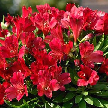Alstroemeria Inticancha Valentino - Peruvian Lily