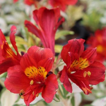 Alstroemeria Rock 'N' Roll - Peruvian Lily