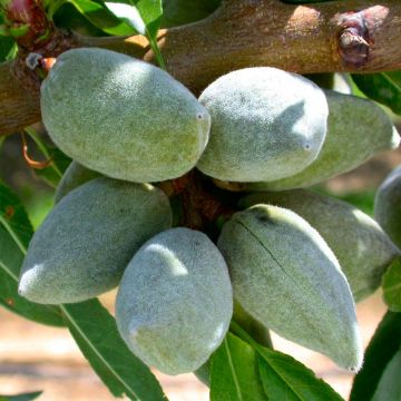 Prunus dulcis All In One - Almond Tree