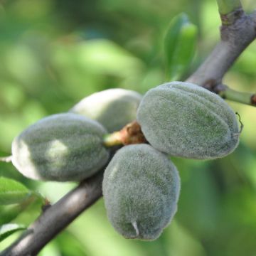 Prunus dulcis Supernova - Almond Tree