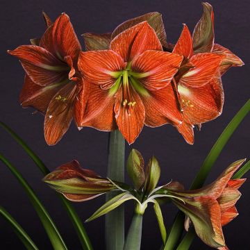 Hippeastrum Terra Cotta