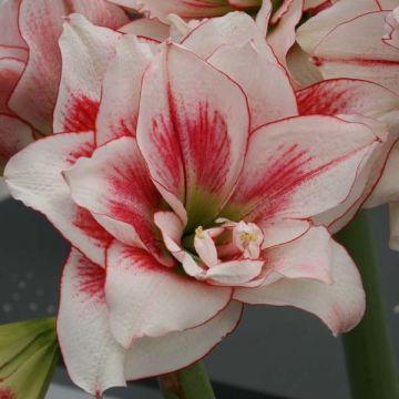 Hippeastrum Elvas - Amaryllis