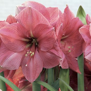 Hippeastrum Hercule - Amaryllis