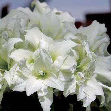 Hippeastrum Ice Queen - Amaryllis