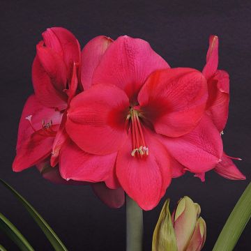 Hippeastrum Lagoon - Amaryllis