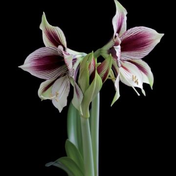 Hippeastrum Papilio - Amaryllis