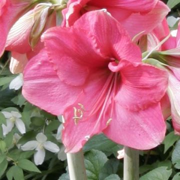 Hippeastrum Pink Surprise - Amaryllis