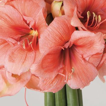 Hippeastrum Rilona - Amaryllis