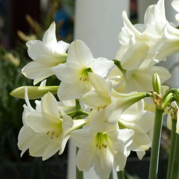 Hippeastrum sonatini White Rascal