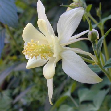 Aquilegia Snow Queen - Columbine