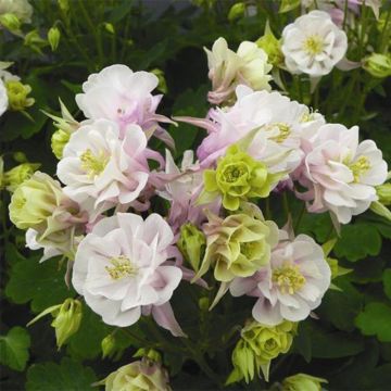 Aquilegia Winky Double Rose White - Columbine