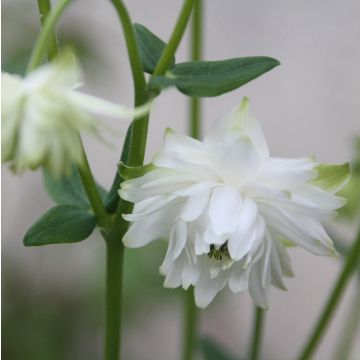 Aquilegia vulgaris Green Apples - Columbine