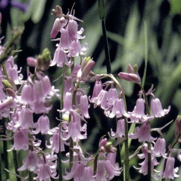 Hyacinthoides hispanica Rosea