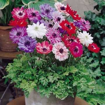 Anemone coronaria St Brigid Mix