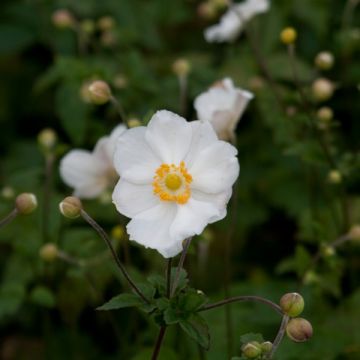 Anemone hybrida Andrea Atkinson