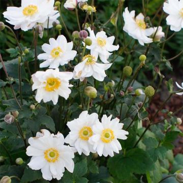 Anemone hybrida Snow Angels