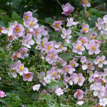 Anemone hupehensis September Charm