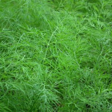 Dill with dense foliage - Anethum graveolens