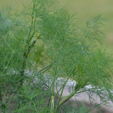 Hera Organic Dill - Ferme de Sainte Marthe seeds