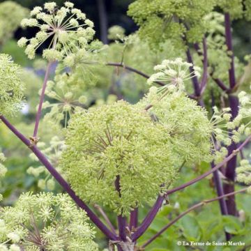 Garden Angelica - Ferme de Sainte Marthe seeds