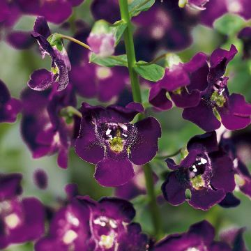 Angelonia angustifolia Archangel Dark Purple