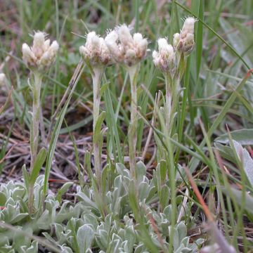 Antennaria plantaginifolia