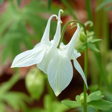 Aquilegia vulgaris Munstead White - Columbine