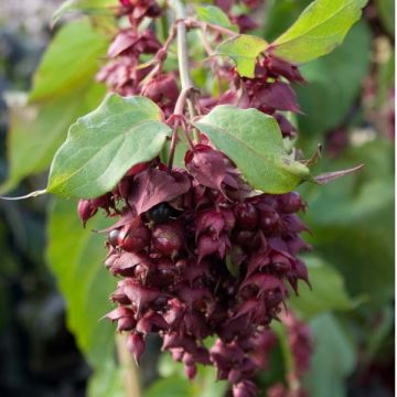 Leycesteria formosa Purple Rain