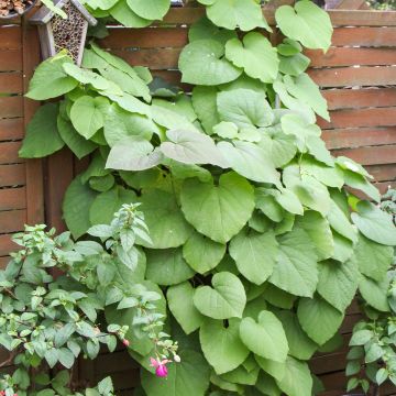 Aristolochia macrophylla 