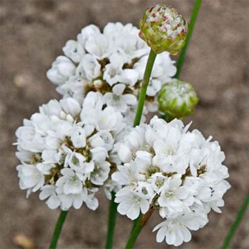 Armeria pseudarmeria Ballerina White - Sea Thrift