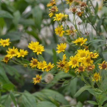 Arnica montana - Ferme de Sainte Marthe seeds