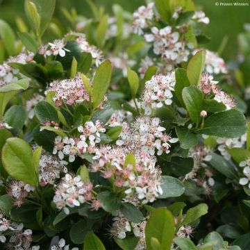 Aronia melanocarpa Revontuli Mound