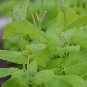 Blonde Orach - Ferme de Sainte Marthe seeds