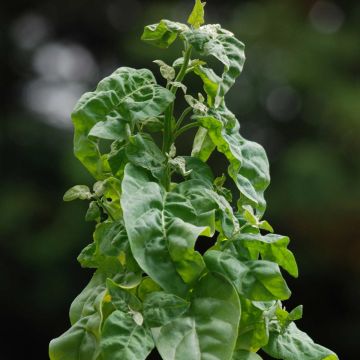 Green Orach - Ferme de Sainte Marthe seeds