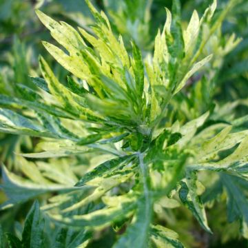Artemisia vulgaris Oriental Limelight