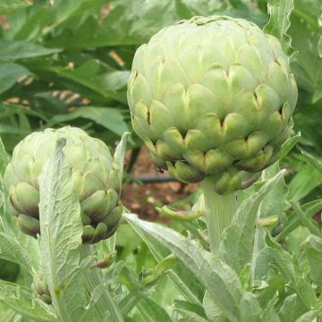 Artichoke Imperial Star - Ferme de Sainte Marthe seeds