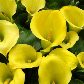 Zantedeschia elliottiana Solfatare - Calla Lily