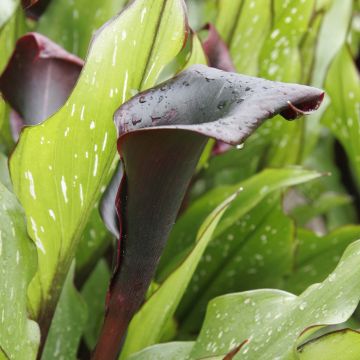 Zantedeschia elliottiana Schwartzwalder - Calla Lily