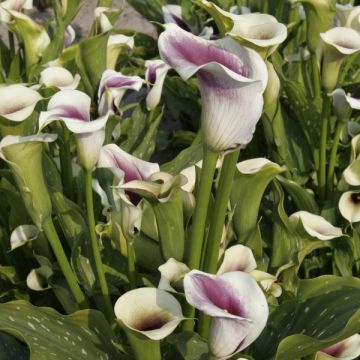 Zantedeschia elliottiana Picasso - Calla Lily