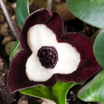 Asarum maximum Ling Ling