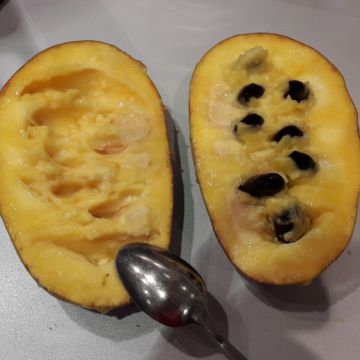 Asimina triloba Mango - Pawpaw