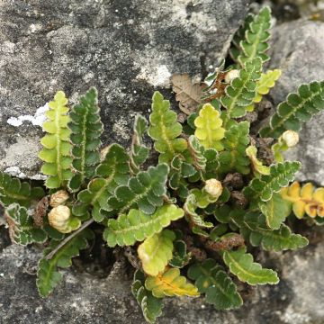 Asplenium ceterach