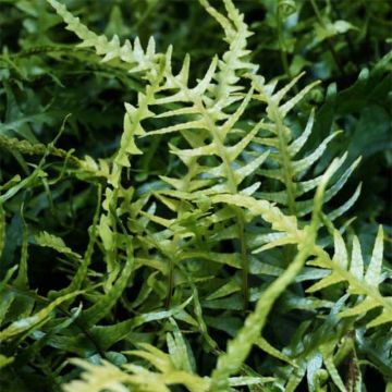 Asplenium x ebenoides