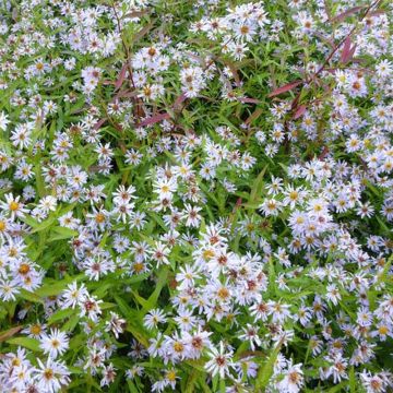 Aster versicolor Altweibersommer