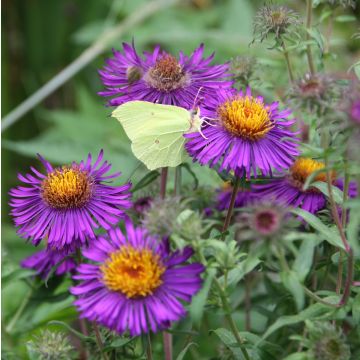 Aster novae-angliae Violetta