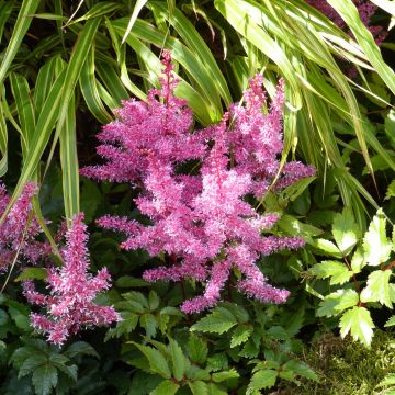 Astilbe Younique Ruby Red - False Spirea