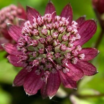 Astrance - Astrantia major Hadspen Blood