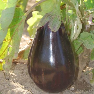 Aubergine Black Beauty - Ferme de Sainte Marthe seeds